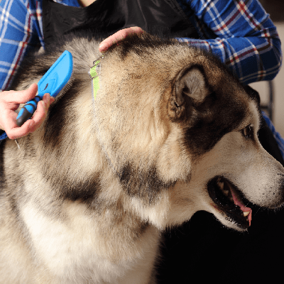 Flea Control